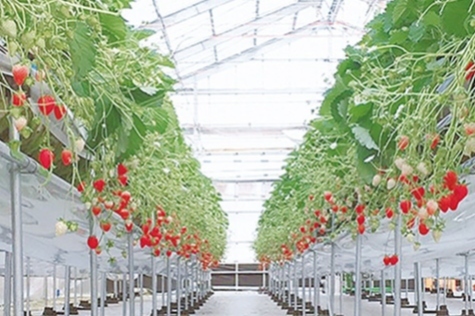 写真：ビニールハウス内イチゴ棚