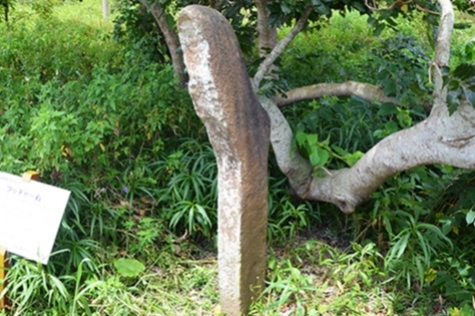 写真：フッチャー石1