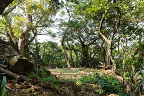 写真：船越グスク1