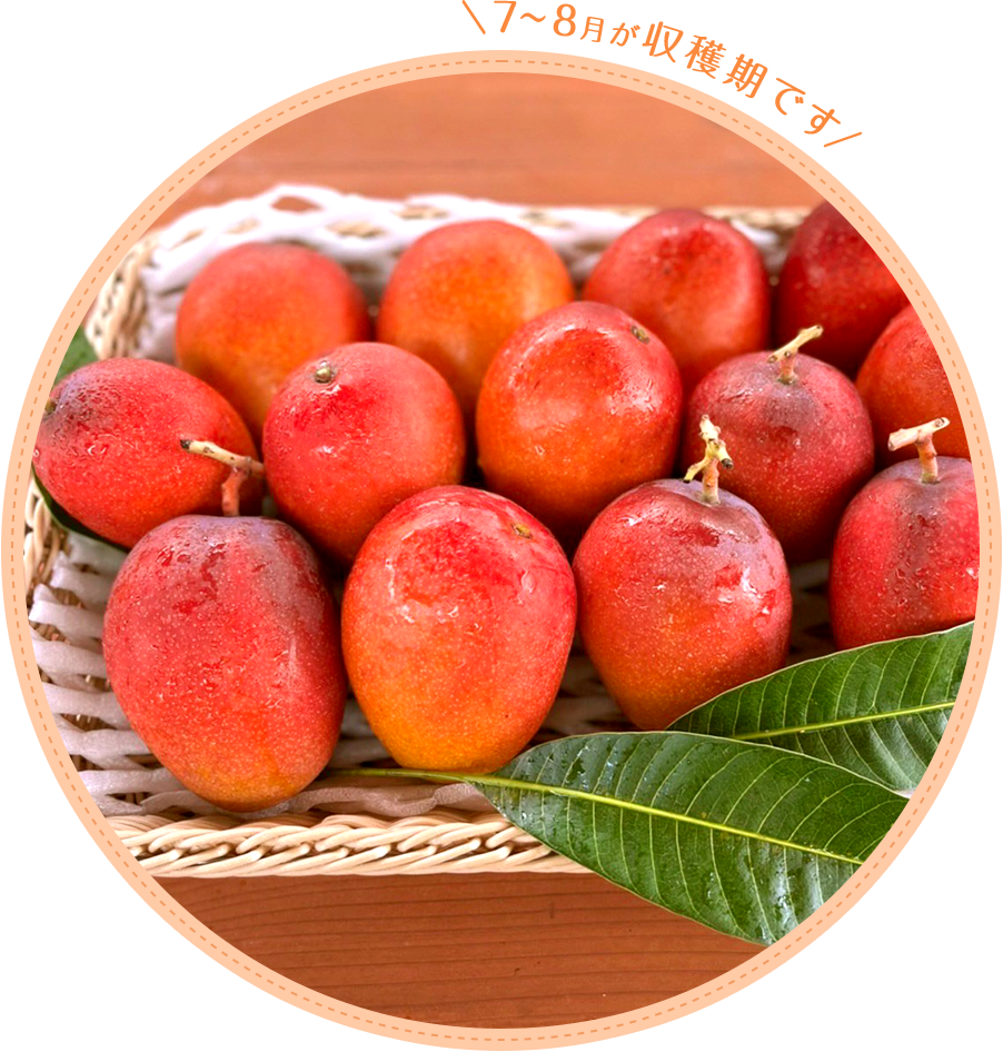 のはらファーム